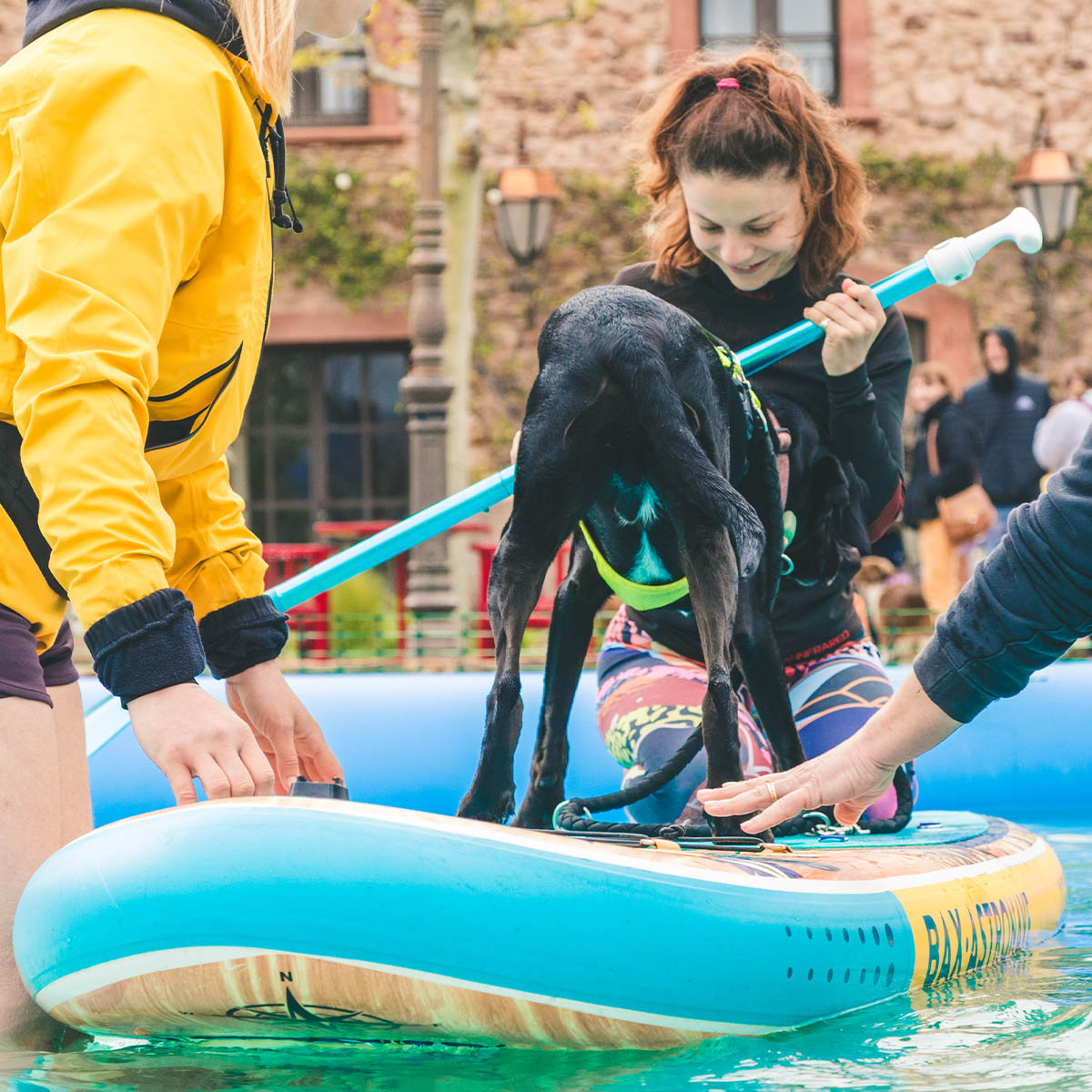 Travail d'équilibre et de proprioception sur paddle, activité canine à Aix-en-Provence