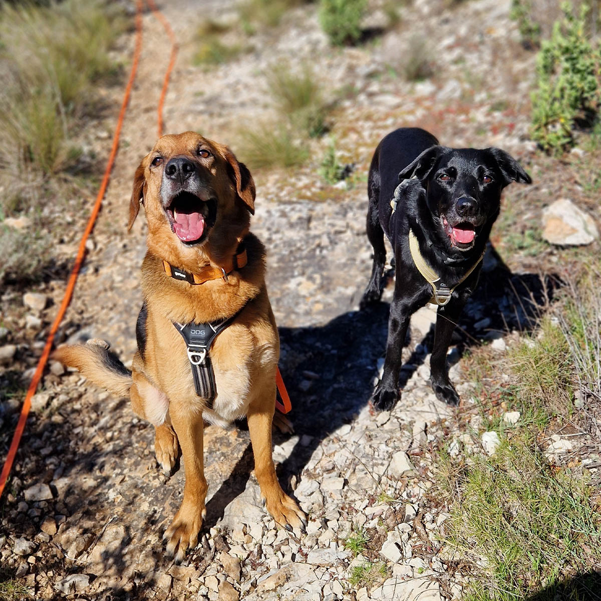 Balade collective éducative pour chiens à Peyrolles-en-Provence