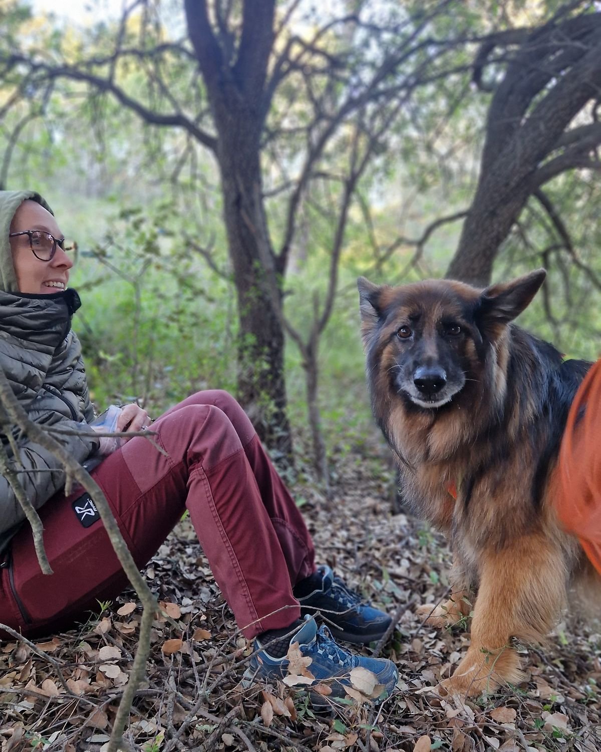 Berger allemand au calme auprès de son duo après un exercice de pistage en forêt, secteur de Venelles