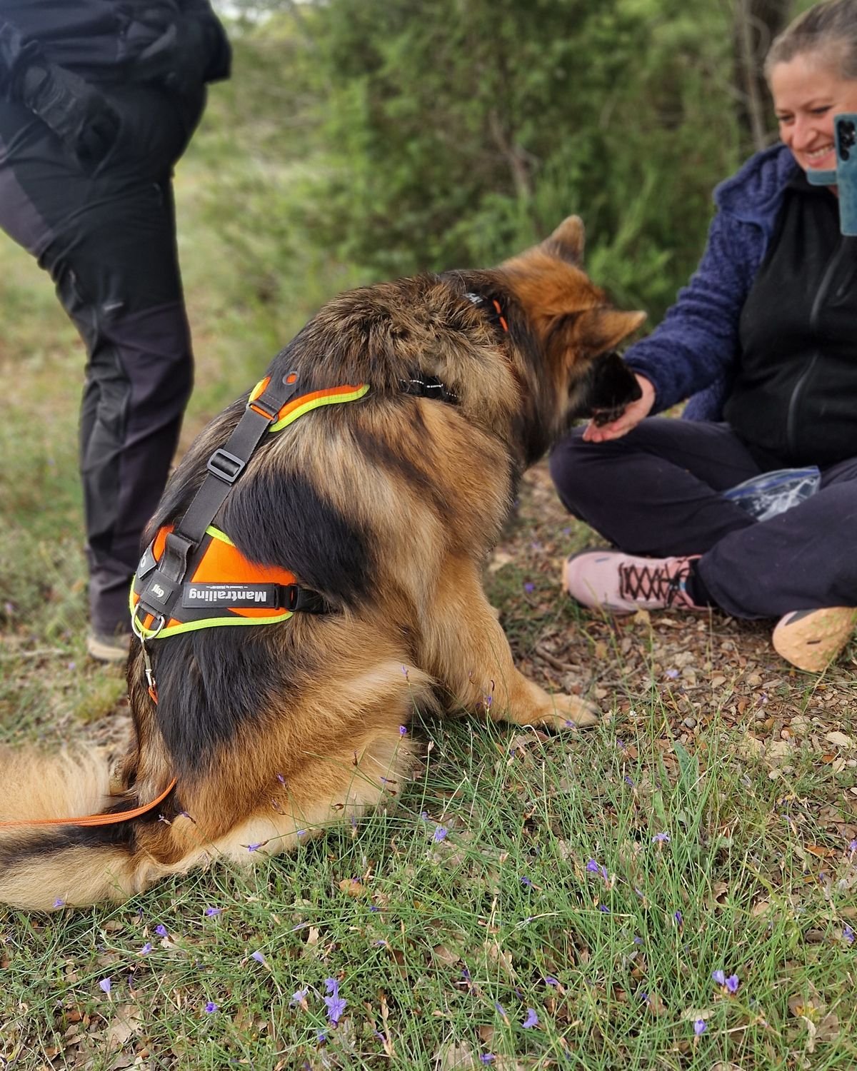 Berger allemand récompensé après sa piste pendant une séance collective de mantrailing vers Meyrargues