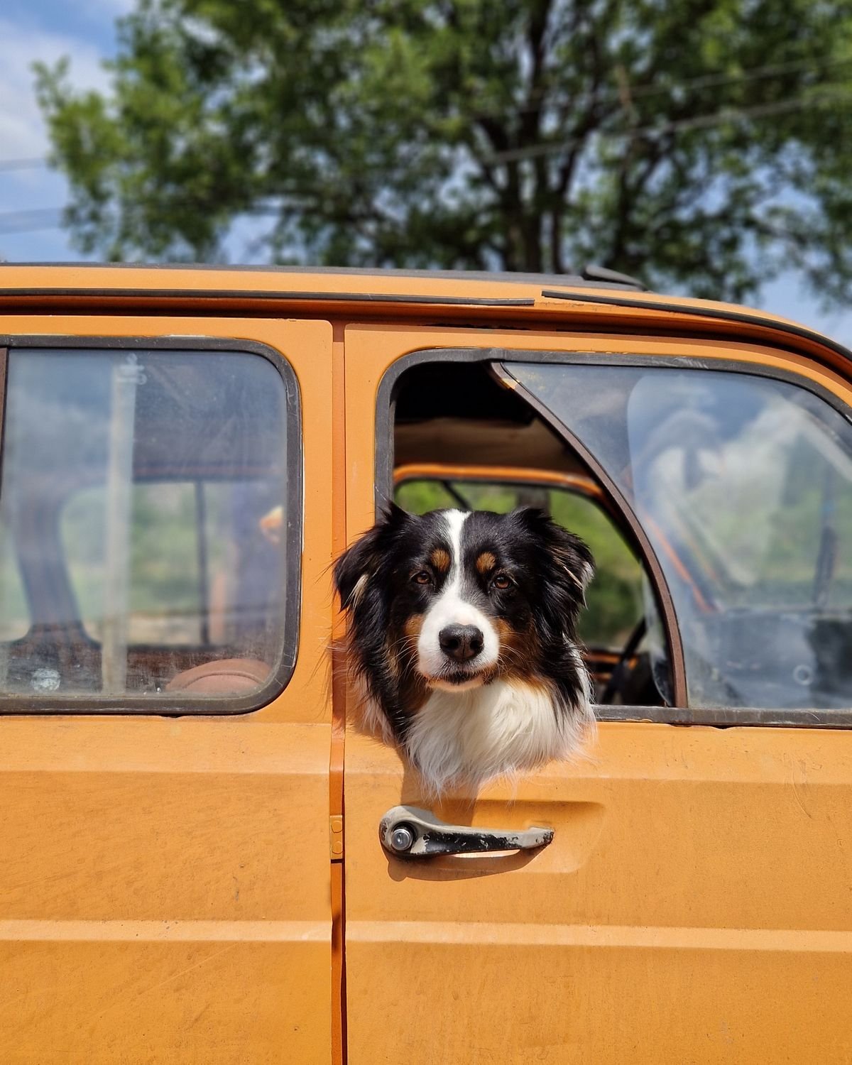 Chien qui passe la tête par la portière d'une voiture, illustration du travail d'habituation aux trajets
