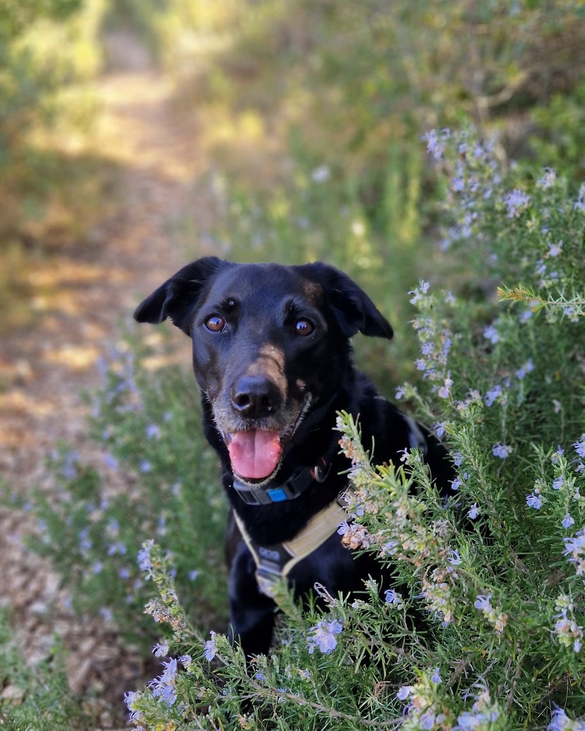 Chien assis dans le romarin en fleurs pendant une balade canine, secteur de Rousset
