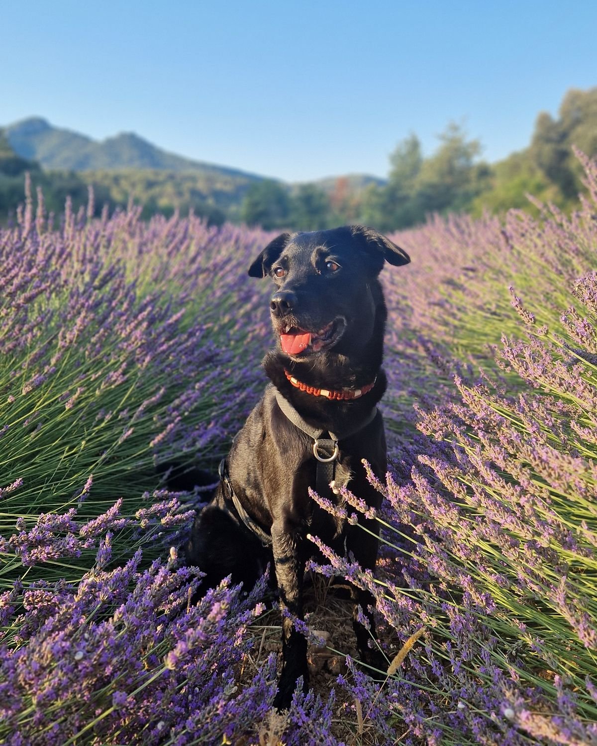 Chien assis dans un champ de lavande en fleurs lors d'une sortie matinale, secteur de Jouques