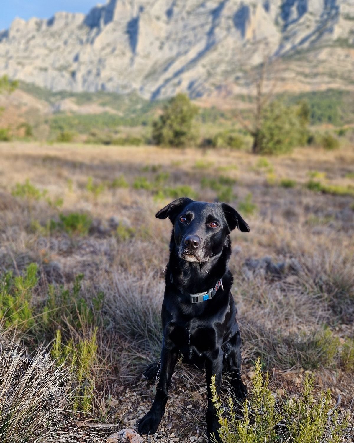 Chien assis dans la garrigue face à la montagne Sainte-Victoire, secteur de Rousset