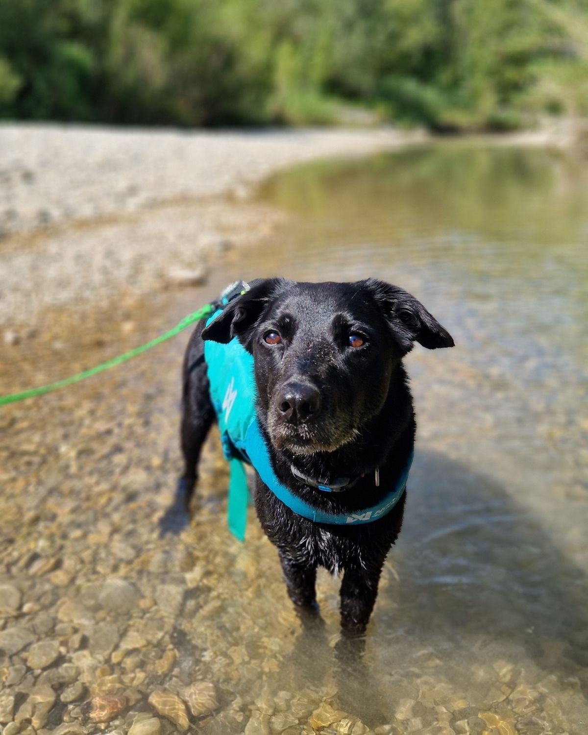 Chien tenu en longe au bord de l'eau pendant une balade canine encadrée, secteur de Meyrargues