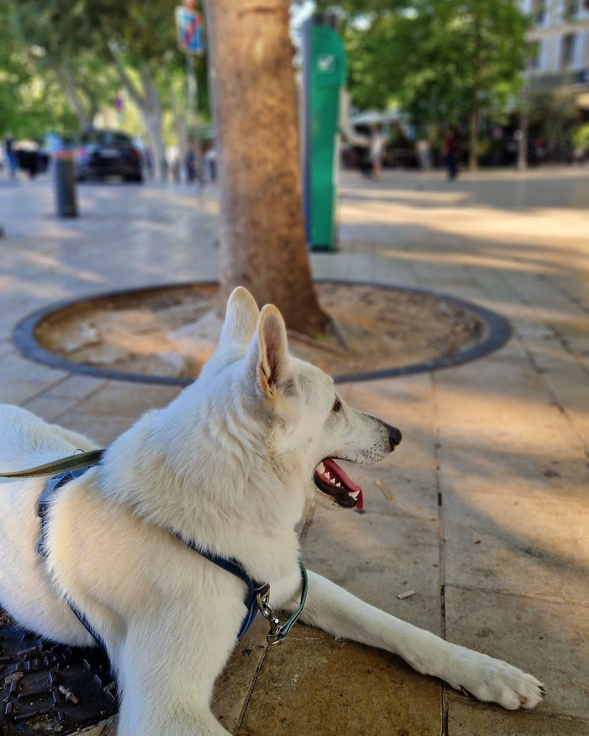 Chien couché au calme sur un trottoir d'une rue passante d'Aix-en-Provence pendant un exercice en ville