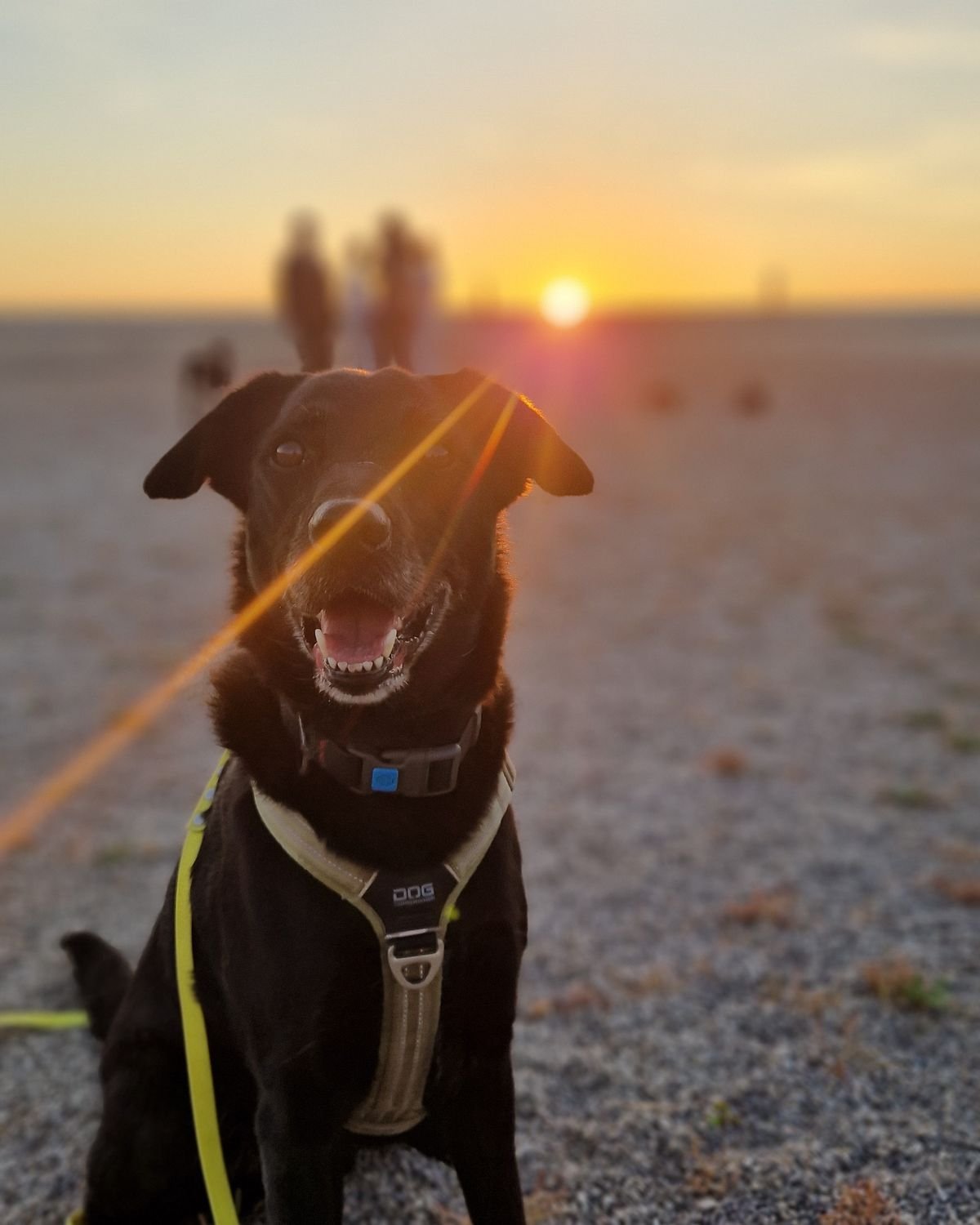 Chien assis face au soleil couchant à la fin d'une séance d'éducation canine