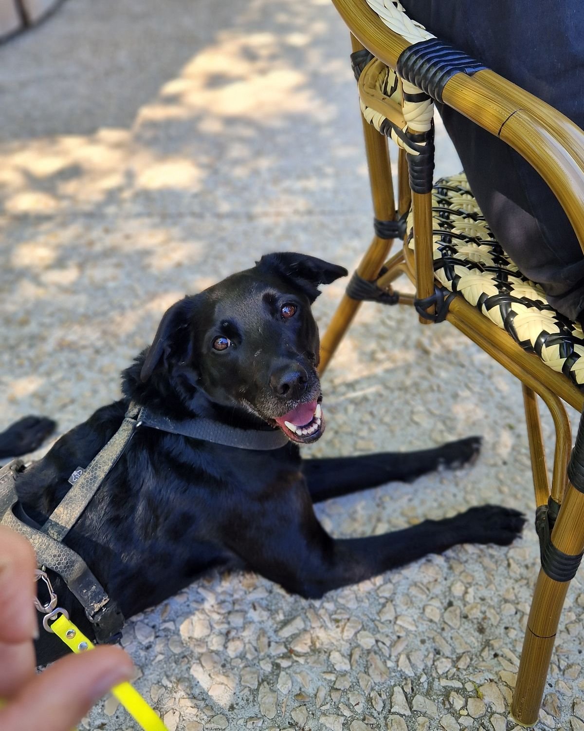 Chien couché au calme sous une chaise de terrasse pendant un exercice en ville autour d'Aix-en-Provence