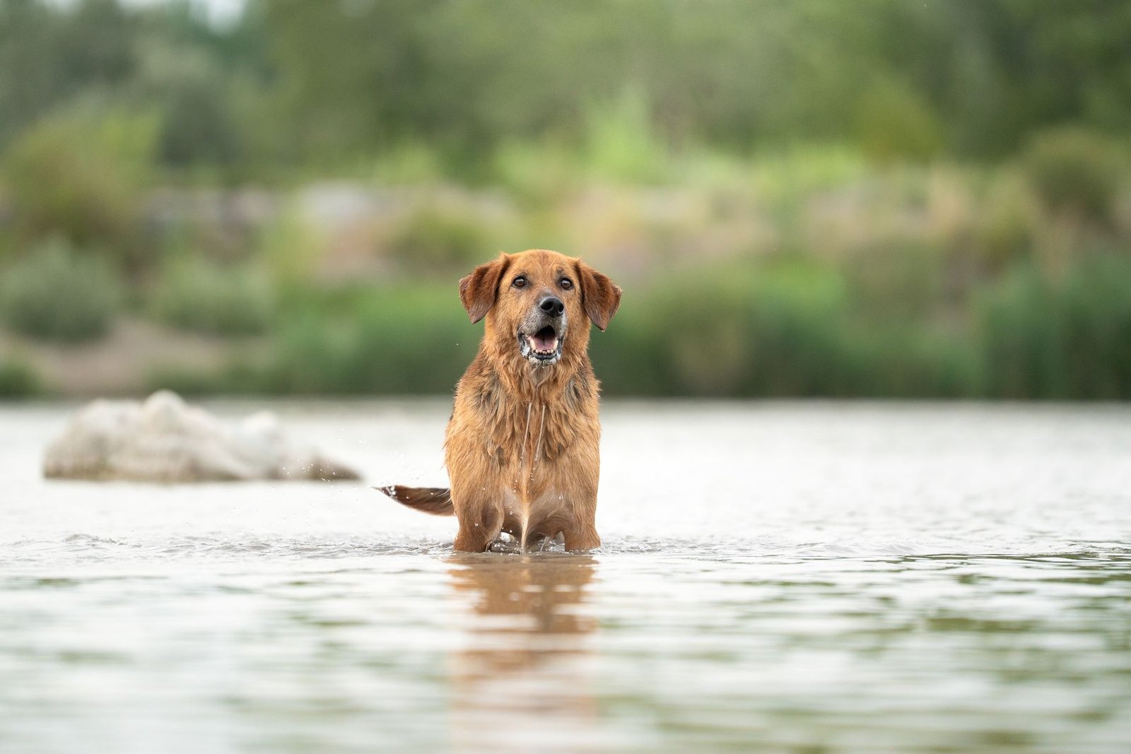 Chien qui explore la rivière pendant une balade éducative autour de Peyrolles-en-Provence