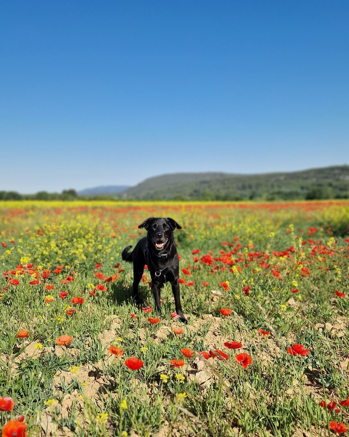 Chien debout dans un champ de coquelicots pendant une balade canine, secteur de Rians