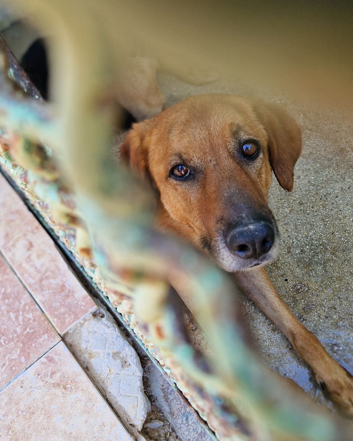Chien de refuge qui lève les yeux derrière son grillage, illustration de l'expérience en refuge
