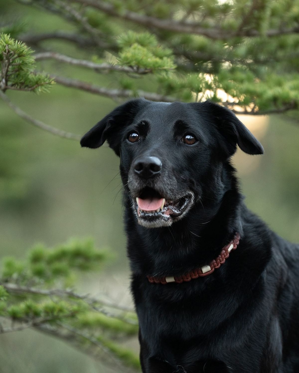 Chien detendu en pleine nature apres un accompagnement avec Marine Goovaerts