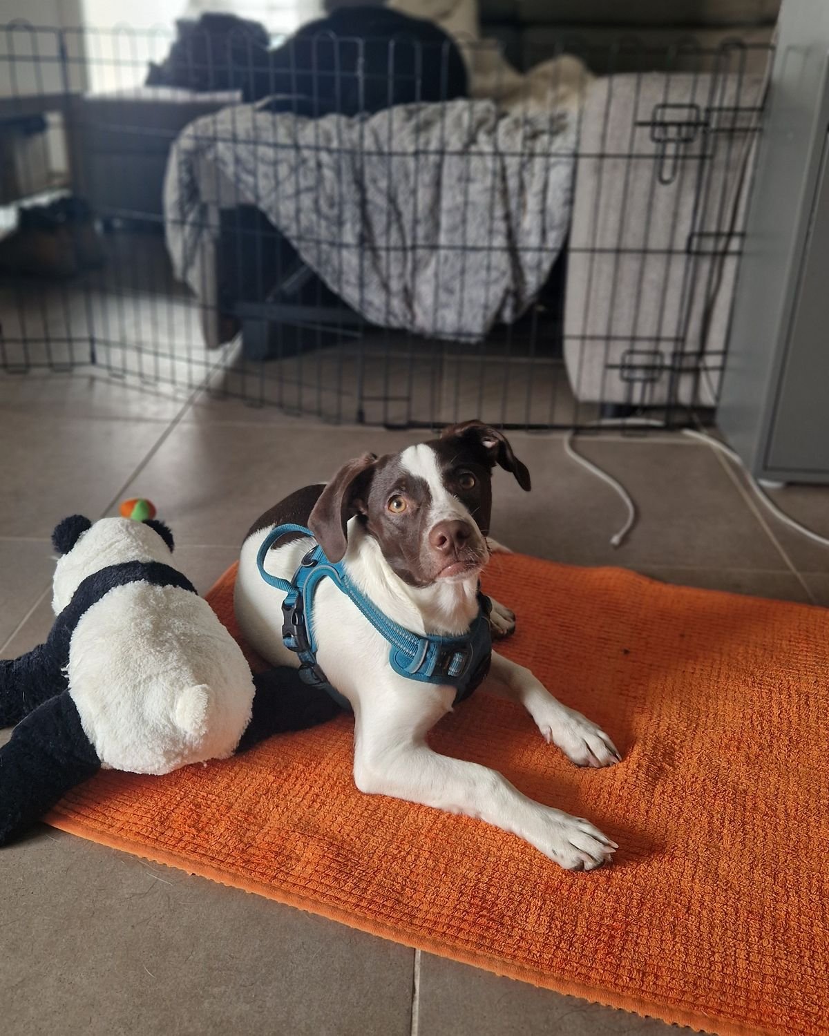 Chien détendu sur son tapis à côté de sa caisse de transport laissée ouverte, secteur de Peyrolles-en-Provence