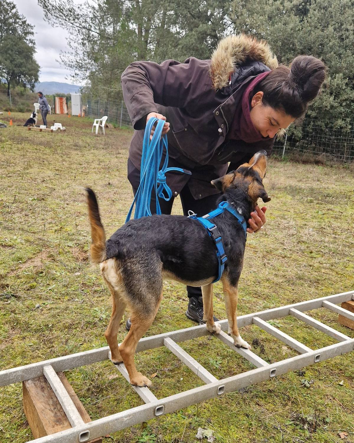 Chien qui avance en équilibre sur une échelle pendant un exercice de préparation à la recherche en décombres, secteur de Jouques