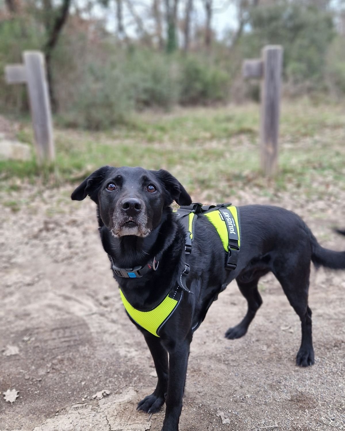 Marine Goovaerts avec deux chiens au bord de la Durance, seance de flair autour d'Aix