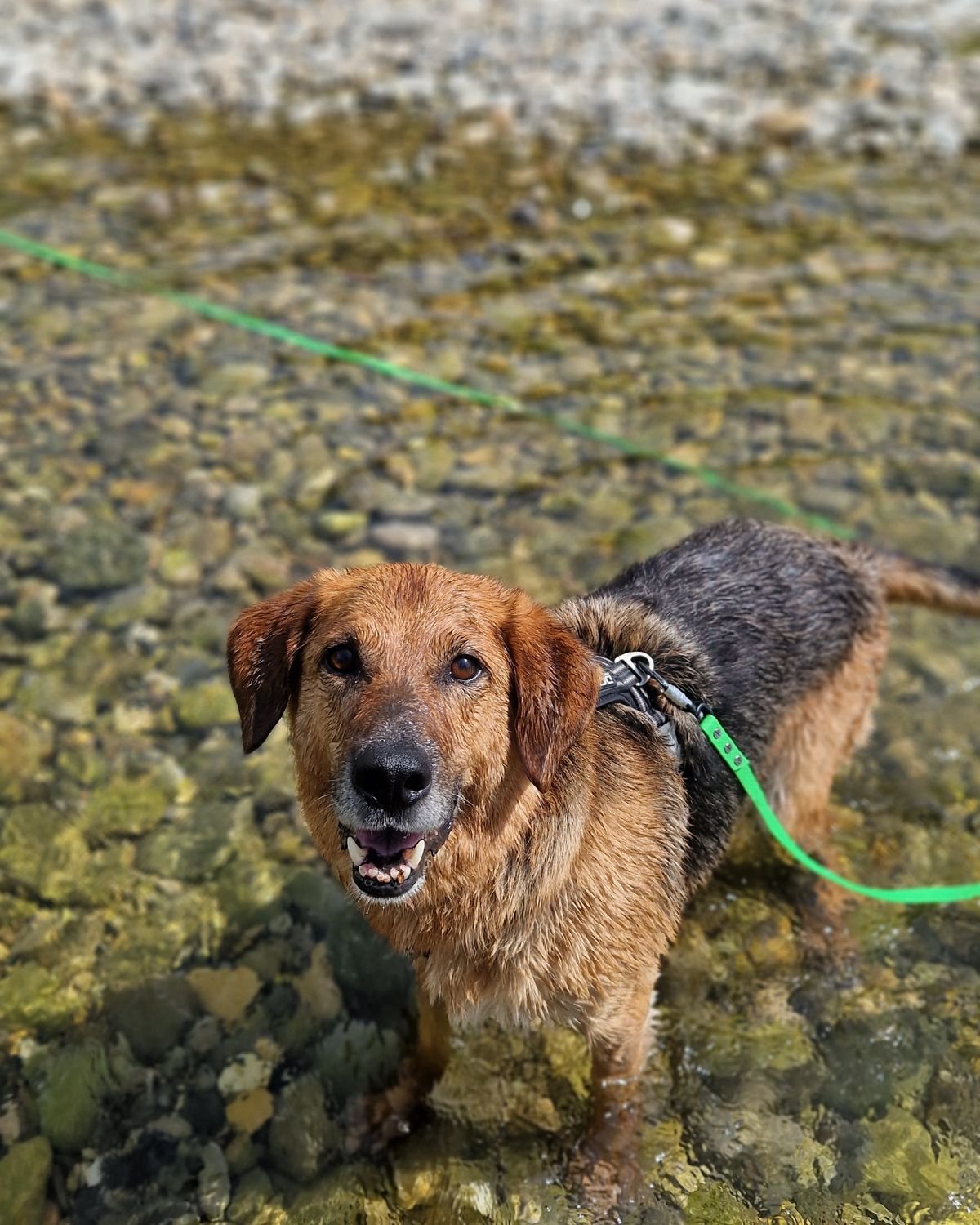 Chien en longe qui patauge dans une rivière peu profonde pendant une balade encadrée, secteur de Mirabeau