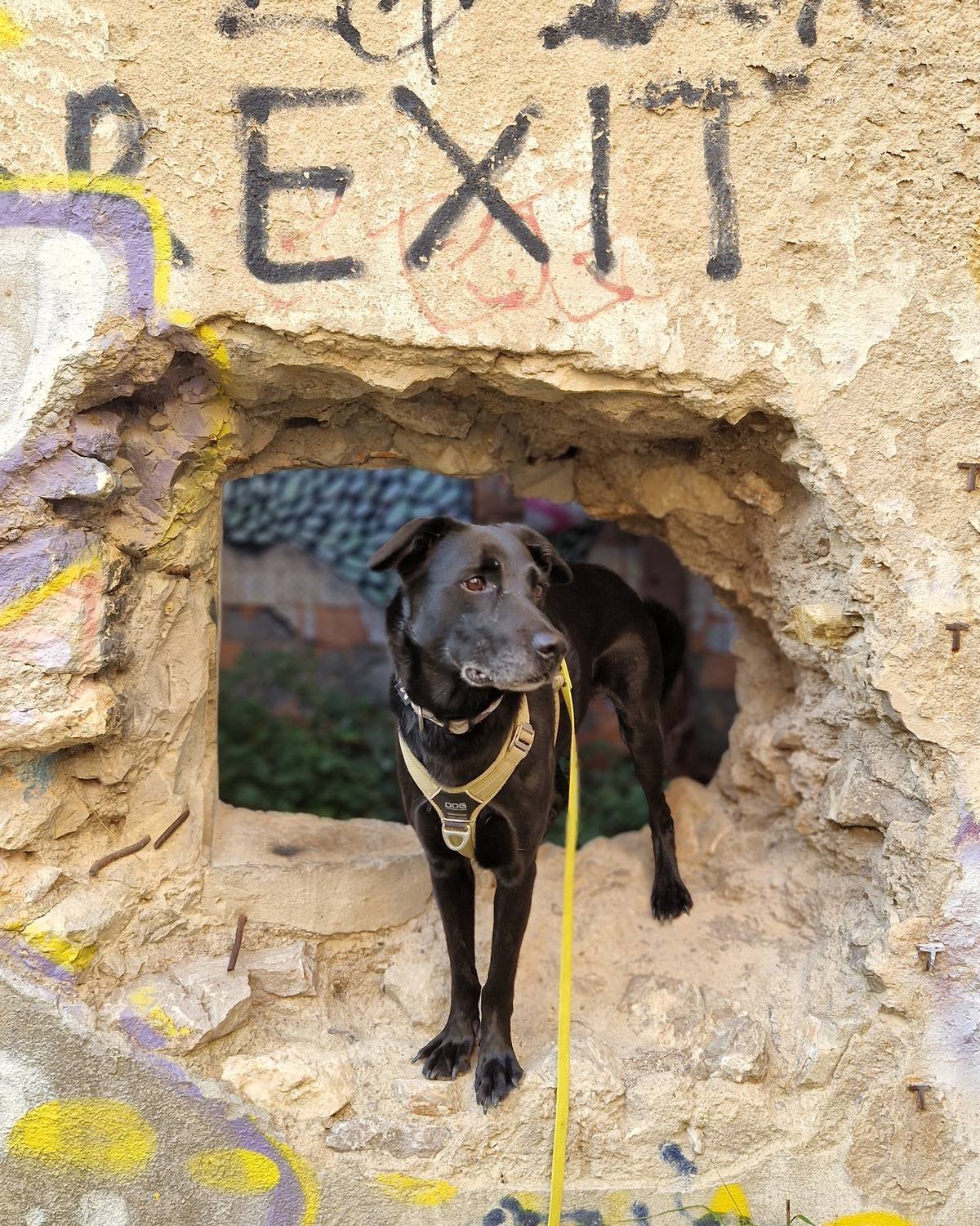 Chien posté dans l'ouverture d'un bâtiment en ruine pendant un exercice de recherche en décombres près d'Aix-en-Provence