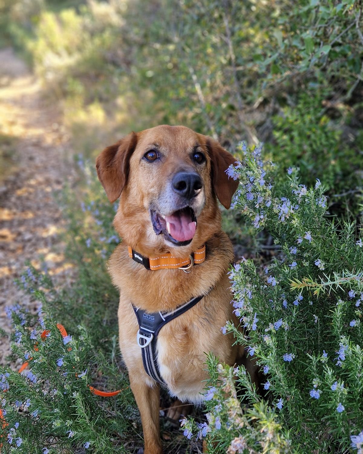 Chien fauve assis dans le romarin en fleurs lors d'une séance d'éducation canine, secteur de Pertuis
