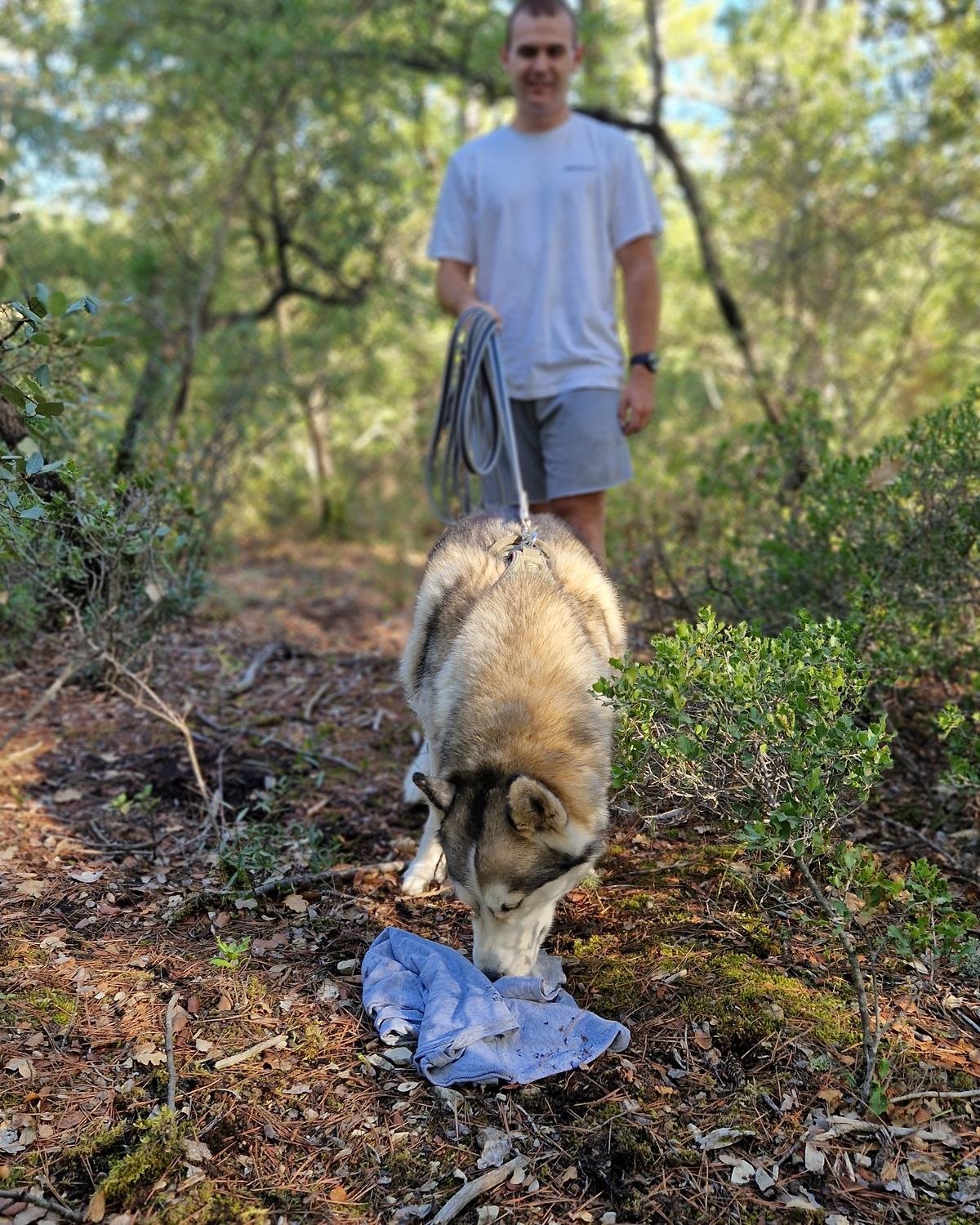 Chien qui prend l'odeur sur un vêtement au départ d'une piste de mantrailing près de Peyrolles-en-Provence