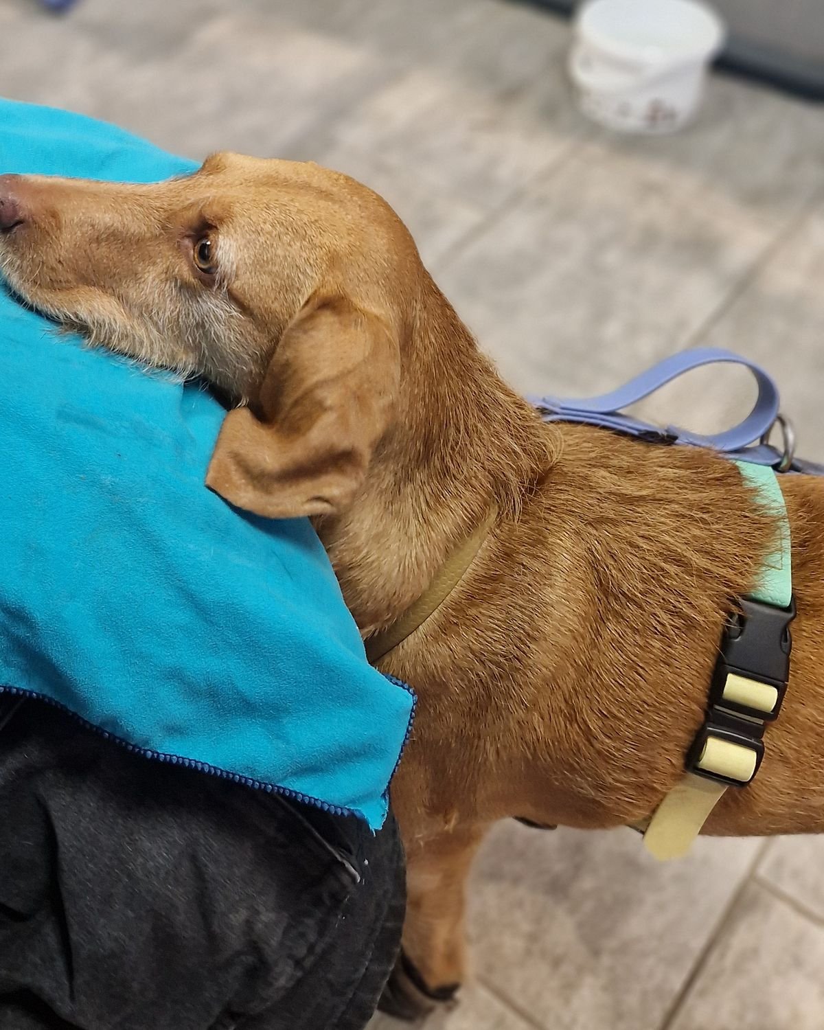 Chien qui pose volontairement sa tête pour un soin, base des soins coopératifs, autour d'Aix-en-Provence