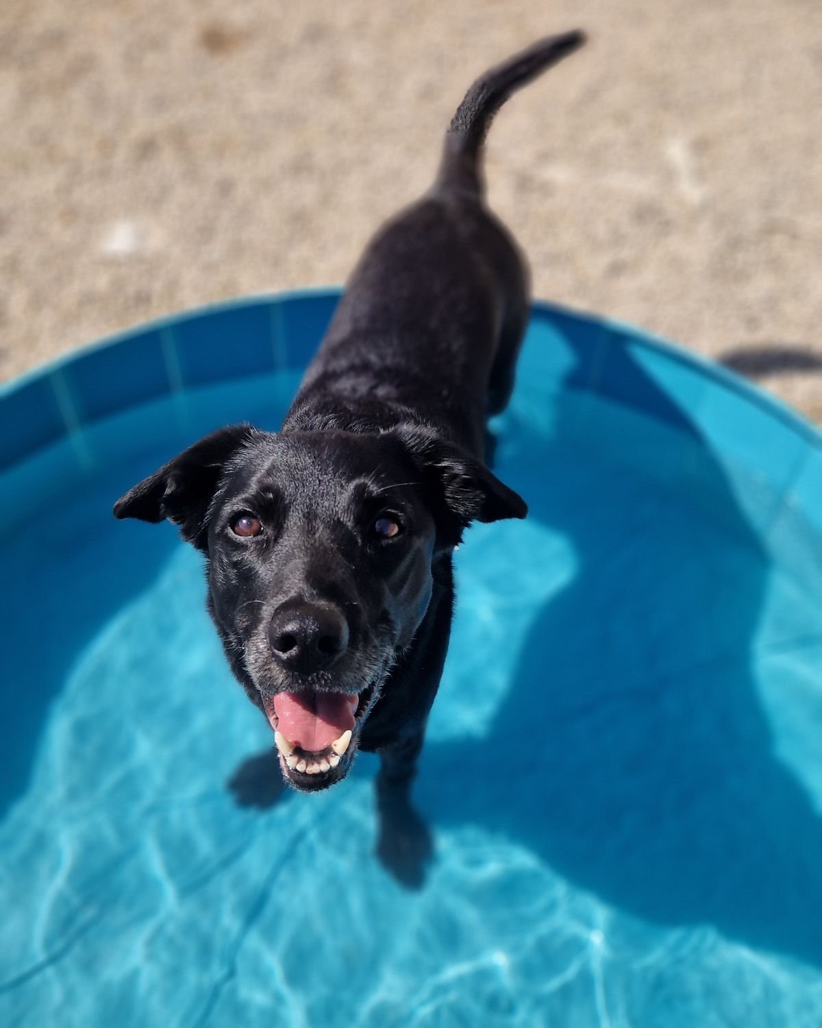 Chien qui se rafraîchit dans une piscine pour chien pendant les fortes chaleurs, secteur de Pertuis