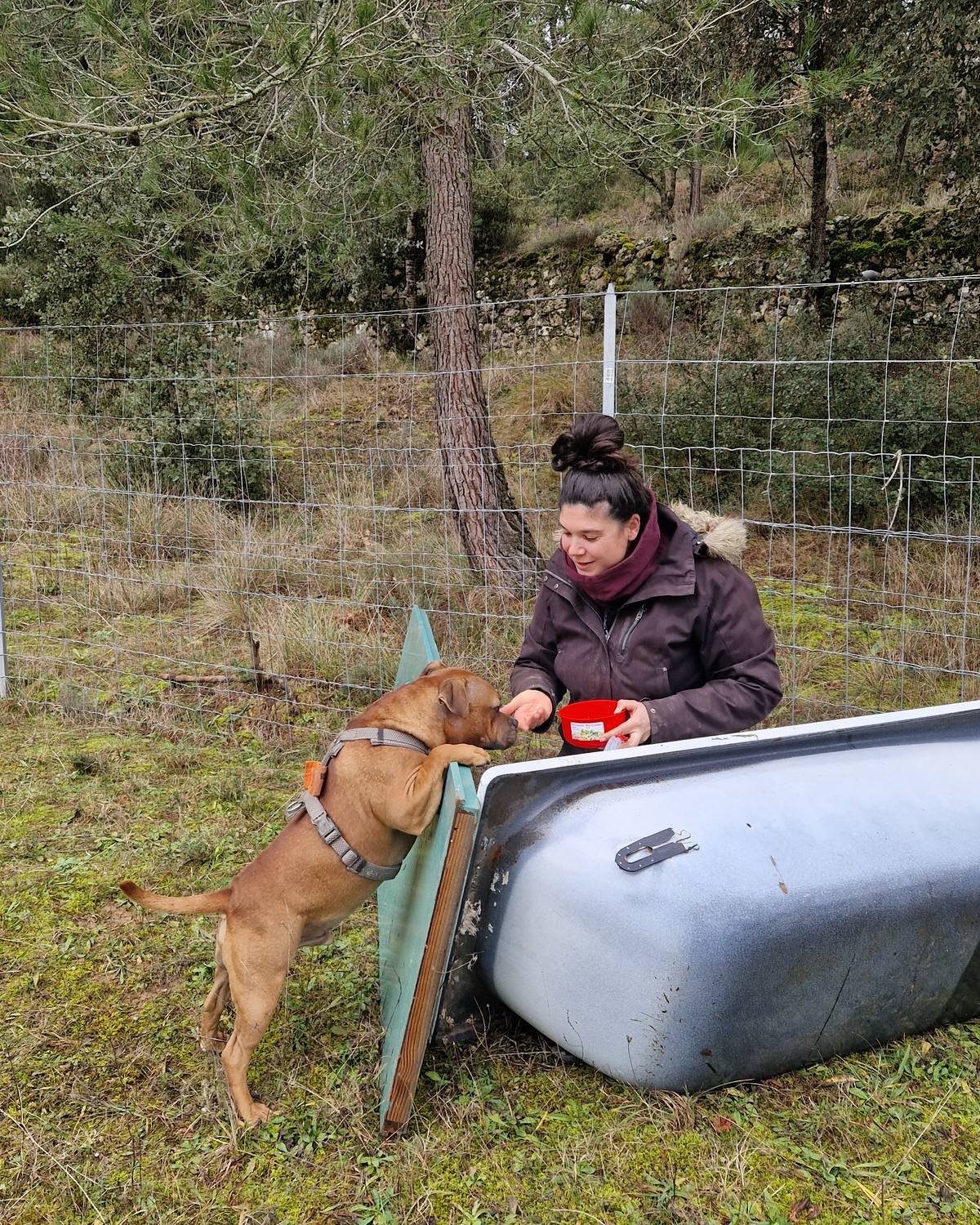 Chien qui signale une cachette pendant un exercice de recherche en décombres vers Meyrargues