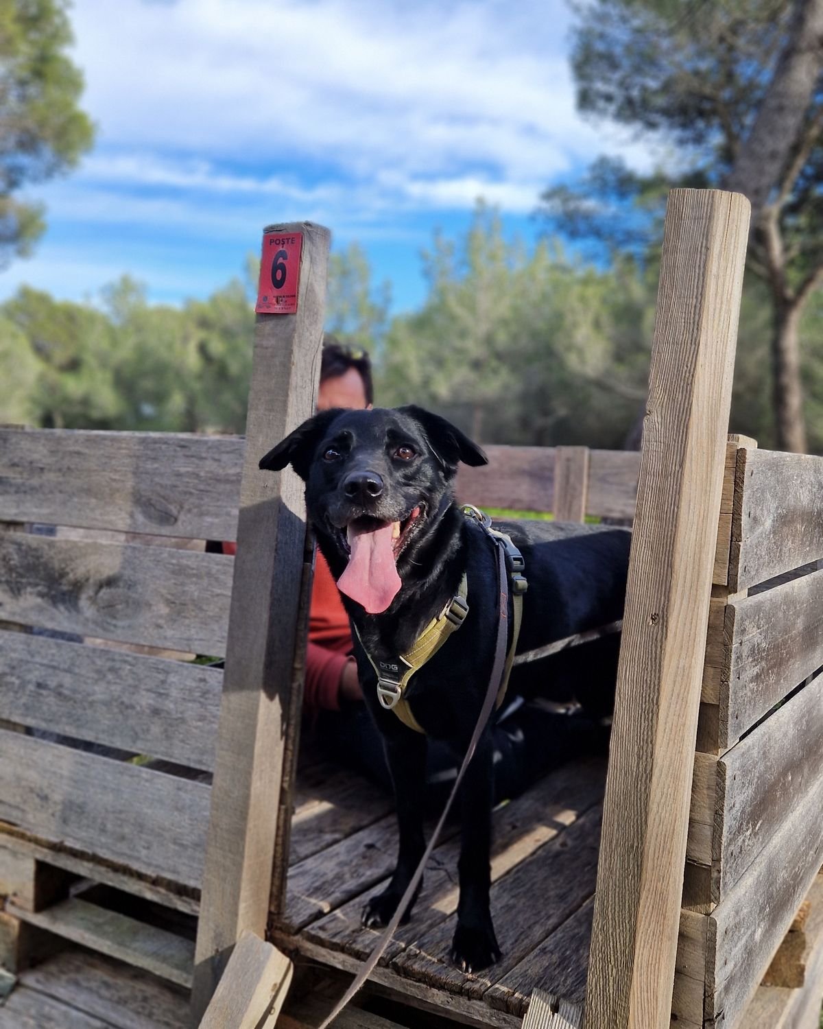 Chien attentif sur une plateforme en palettes pendant un exercice de recherche encadré près de Peyrolles-en-Provence