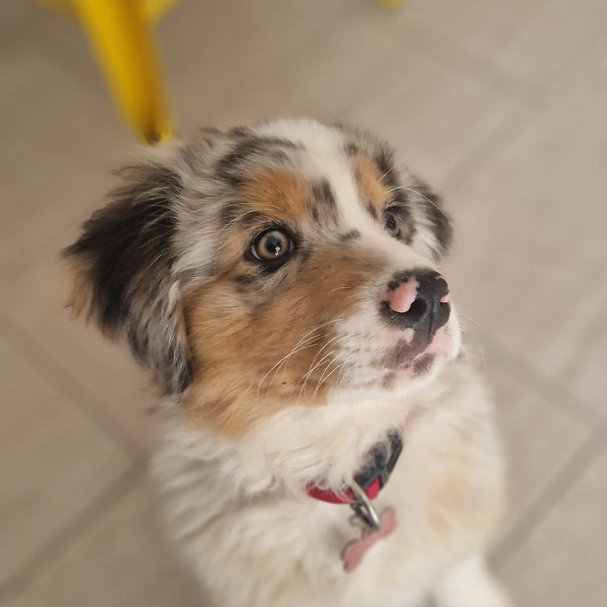 Chiot en croissance, période où les apports alimentaires comptent le plus