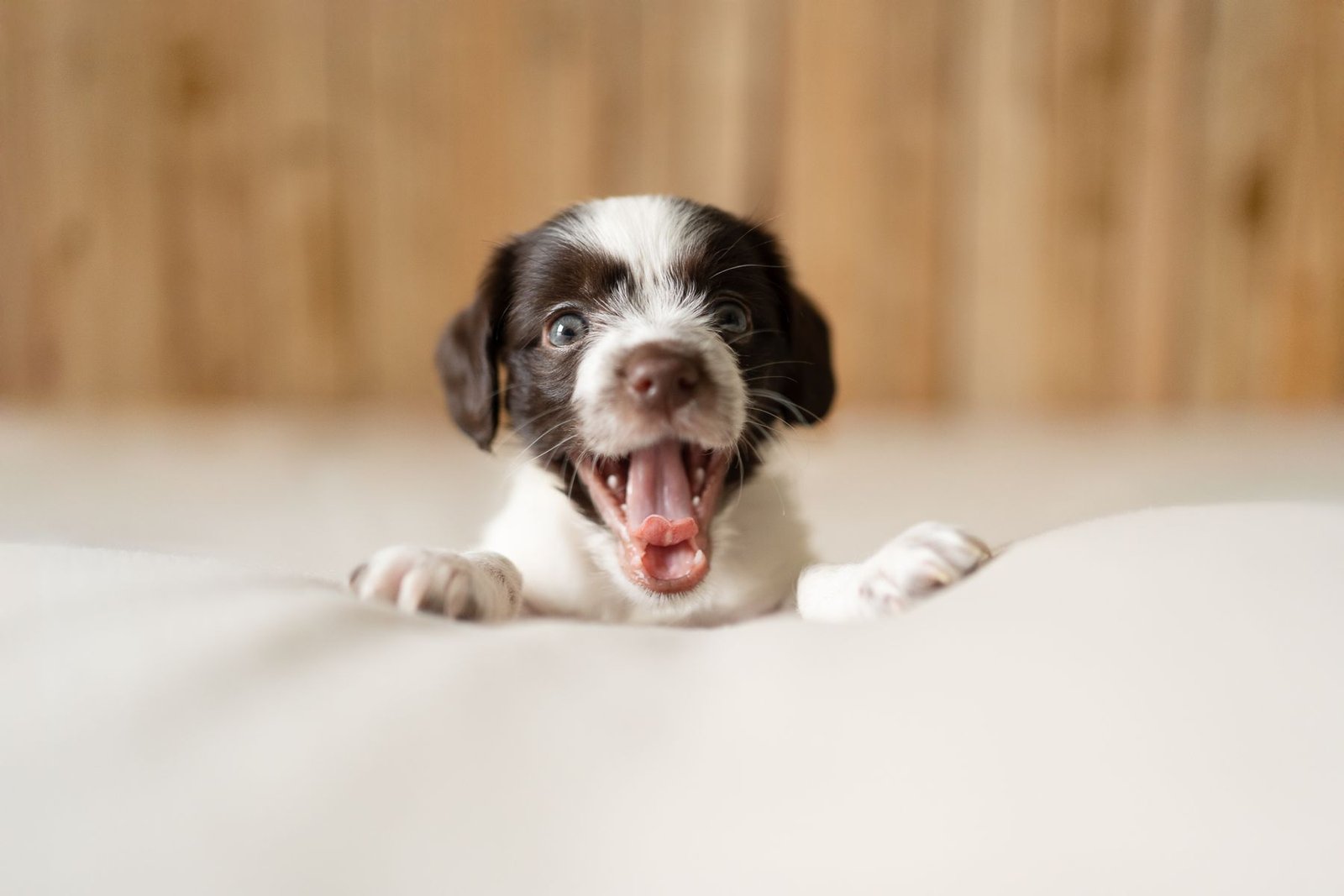 Chiot expressif en pleine période de socialisation, éducation canine autour d'Aix-en-Provence