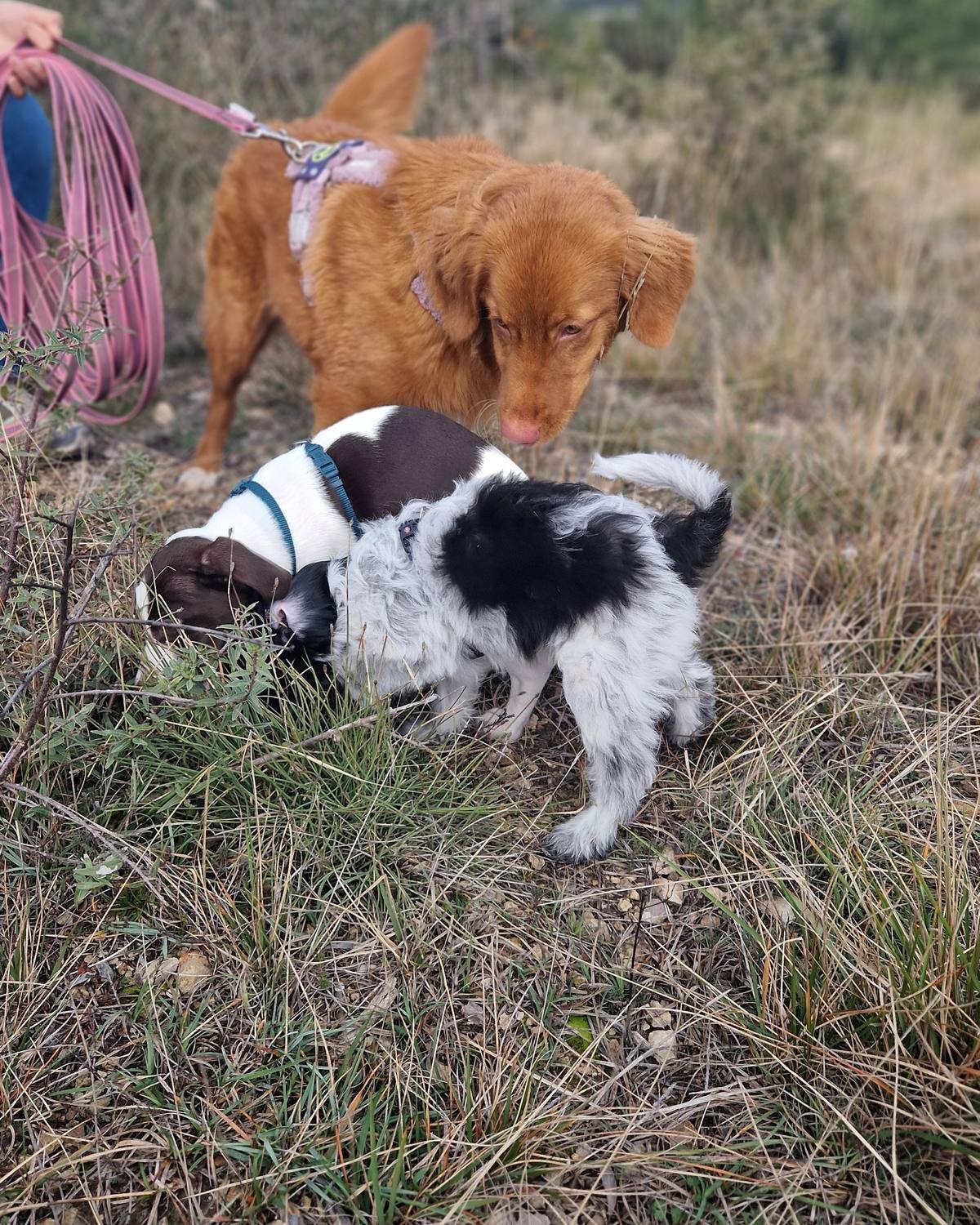 Jeune chiot qui découvre un chien adulte en balade encadrée, secteur de Meyrargues