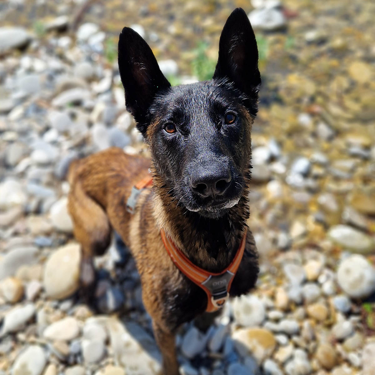 Berger malinois en rééducation comportementale près de Venelles