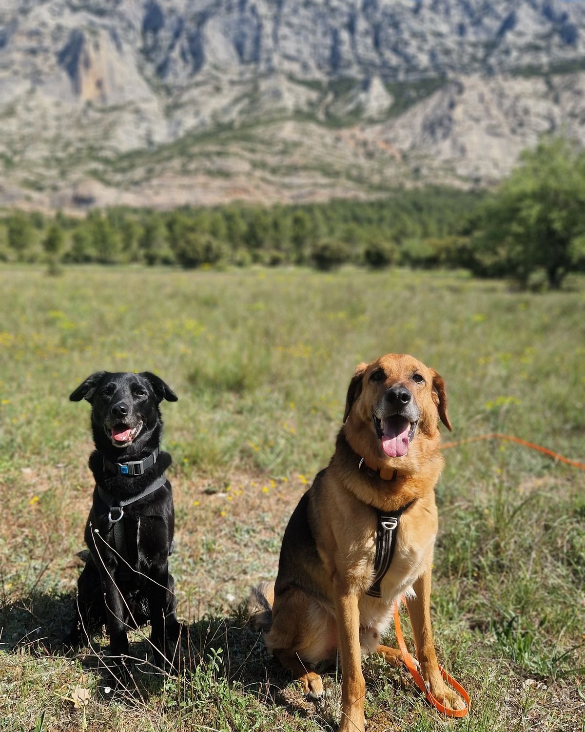 Deux chiens assis côte à côte dans un pré face à la Sainte-Victoire pendant une balade canine, secteur de Meyreuil