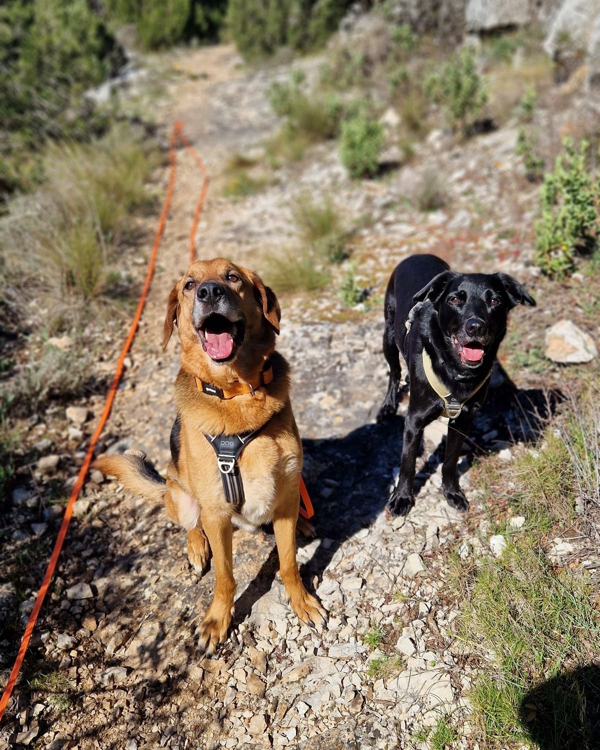 Deux chiens tenus en longe sur un sentier de garrigue pendant une sortie encadrée
