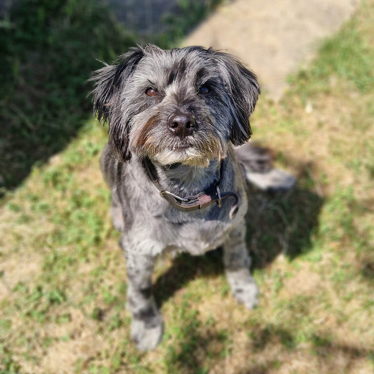 Chien senior autour d’Aix-en-Provence, dont l’alimentation demande un ajustement