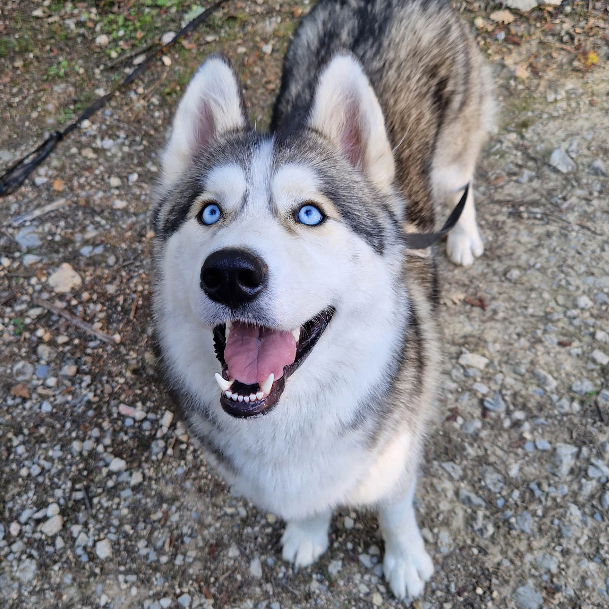 Husky en éducation canine positive à Aix-en-Provence