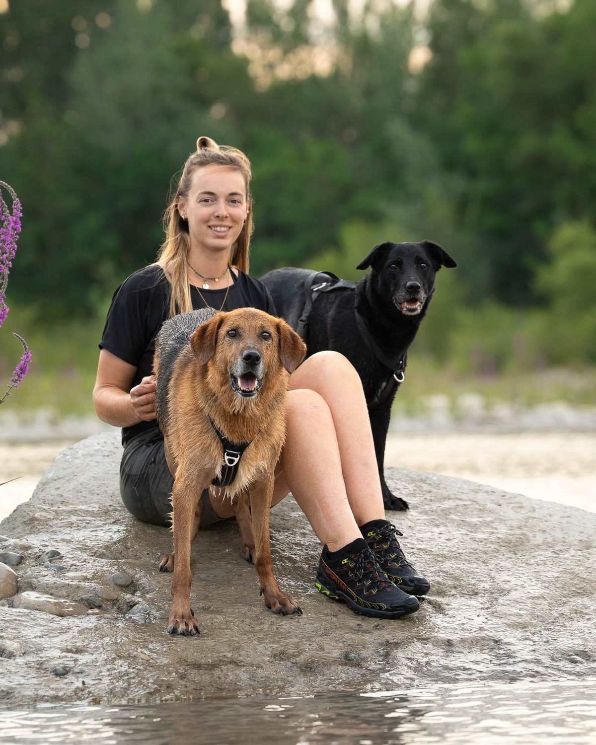 Chien équipé de son harnais de mantrailing avant le départ d'une piste, secteur d'Aix-en-Provence