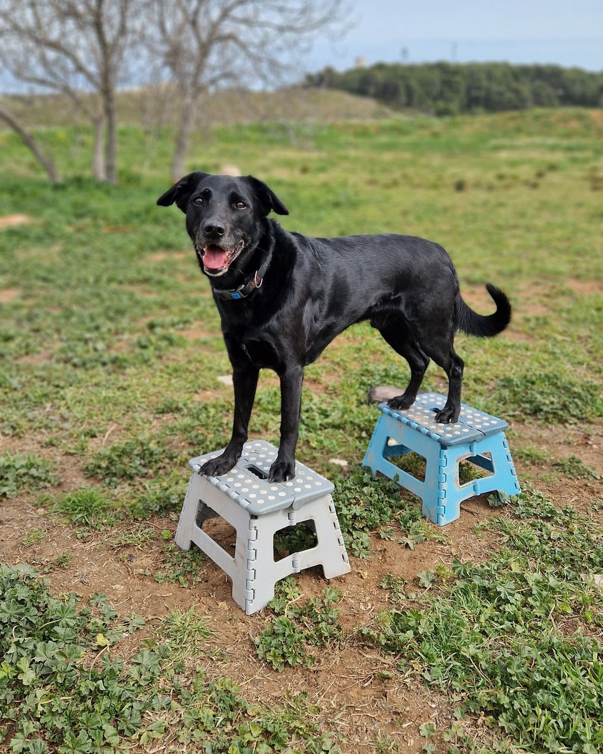 Chien qui pose ses pattes avant sur deux marchepieds lors d'un exercice de proprioception, secteur de Venelles