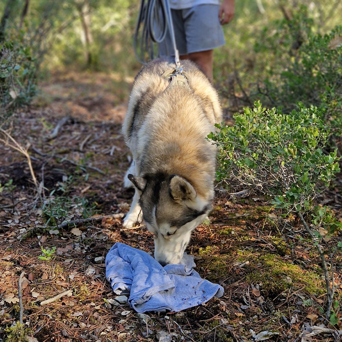 Séance de mantrailing : un chien suit une piste olfactive, secteur de Jouques
