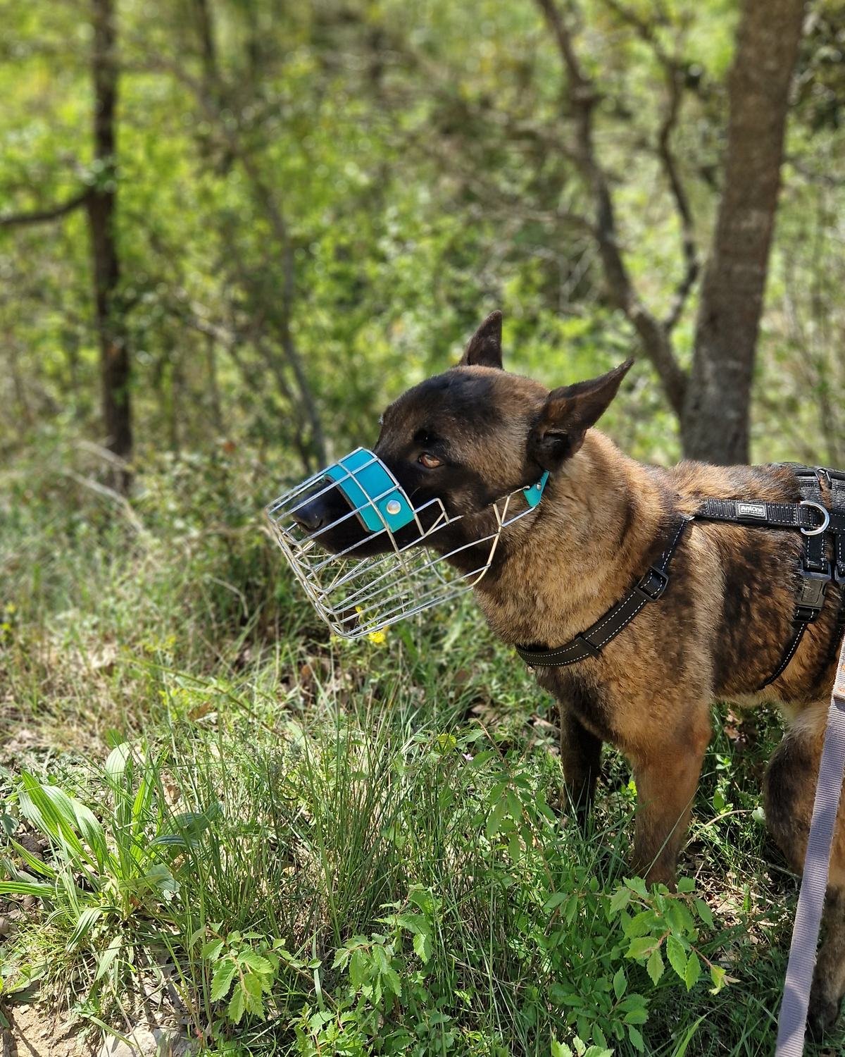 Chien en balade équipé d'une muselière-cage métallique et d'un harnais, secteur de Jouques