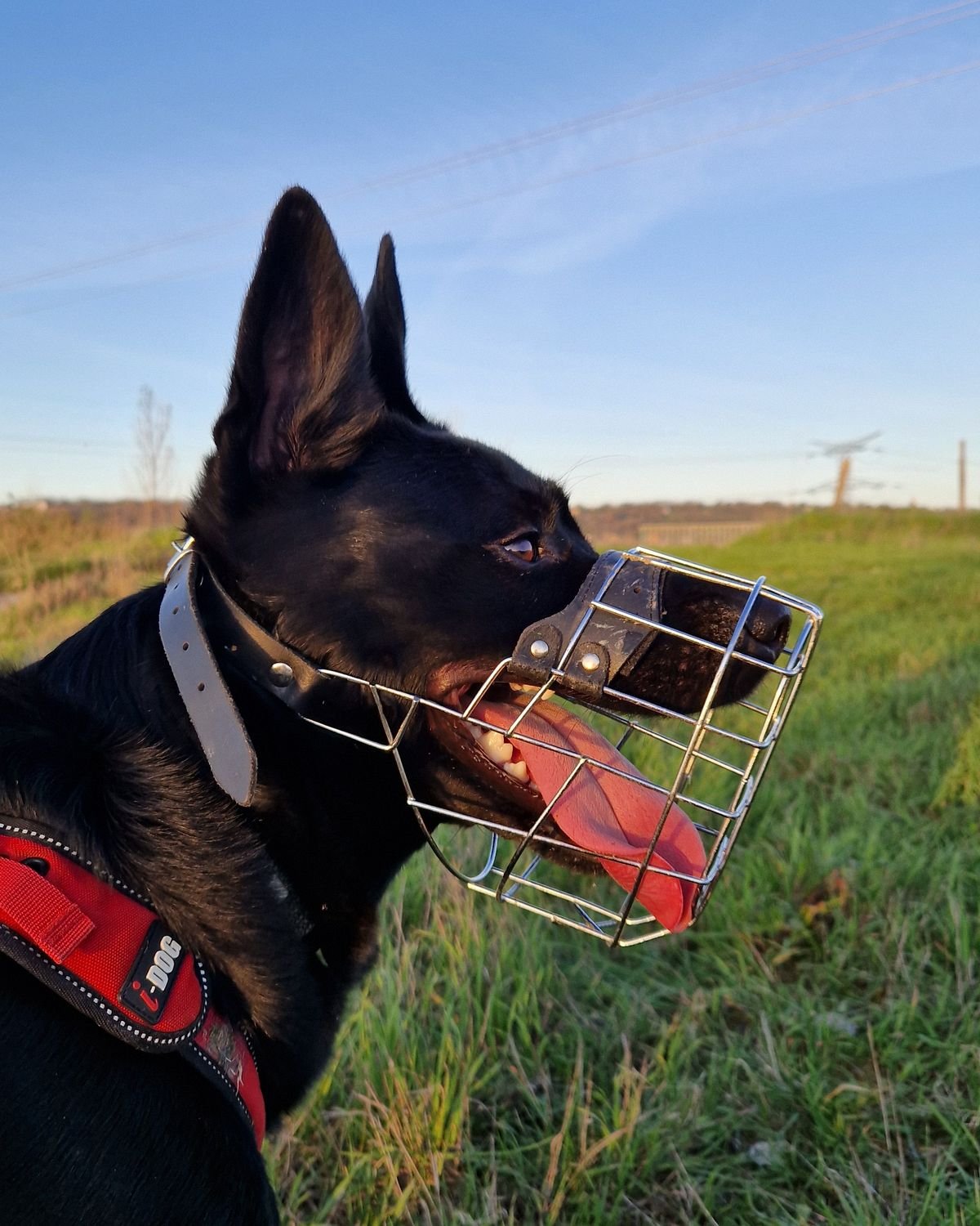 Muselière-cage métallique bien ajustée sur un chien en fin de journée, secteur de Peyrolles-en-Provence