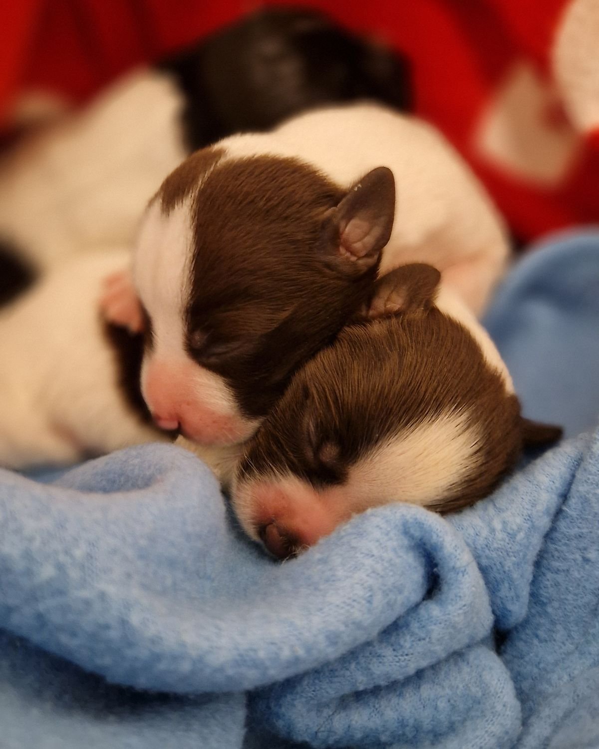 Chiots nouveau-nés endormis dans leur couchage pendant un accueil en famille d'accueil, secteur de Rousset
