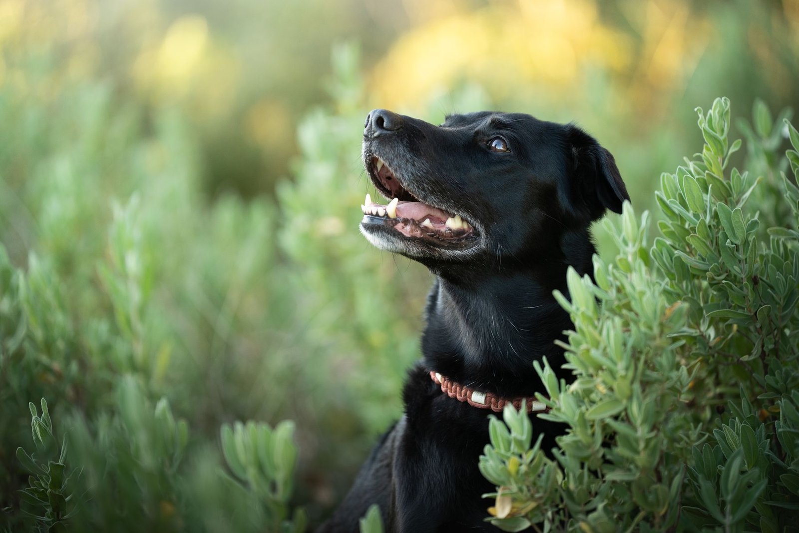 Portrait d'un chien attentif et détendu lors d'une séance d'éducation canine autour d'Aix-en-Provence