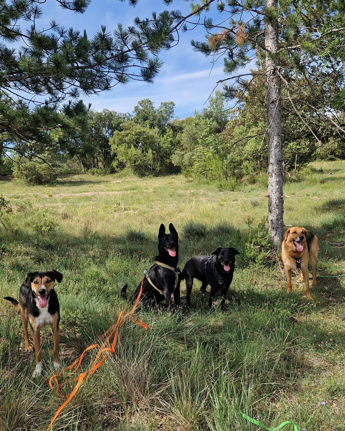 Quatre chiens attentifs pendant une balade collective encadrée autour d'Aix-en-Provence