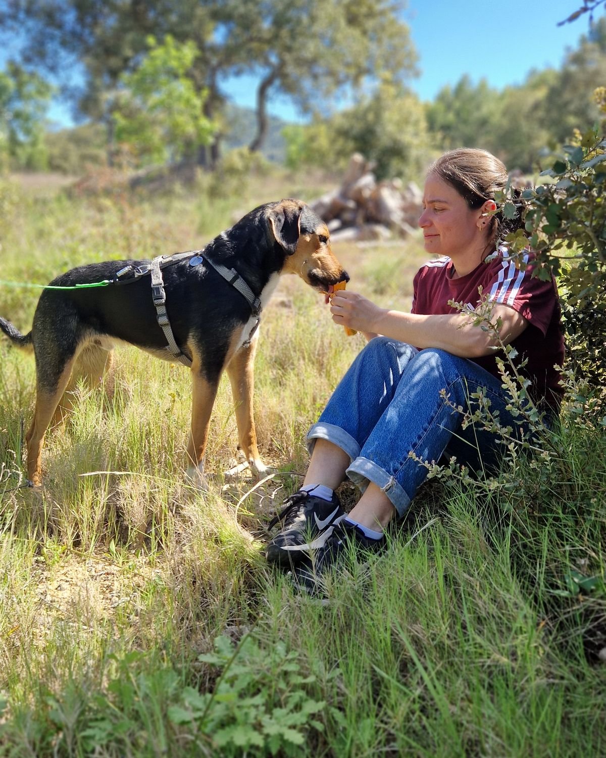 Chien récompensé à la fin de sa piste lors d'une séance de mantrailing autour de Venelles