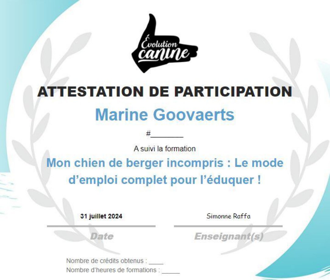 Le chien de berger incompris, attestation de Marine Goovaerts